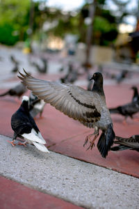 Close-up of pigeon flying