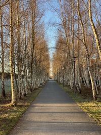 Dirt road along bare trees in forest