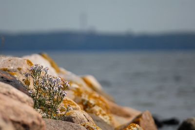 Close-up of rock on beach against sky