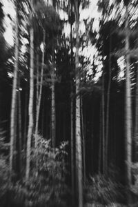 Trees in the dark