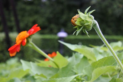 Close-up of flowering plant