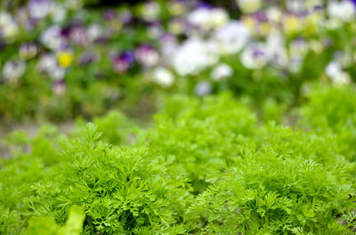 Close-up of plants growing on field