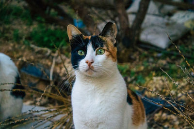 Portrait of cat on field