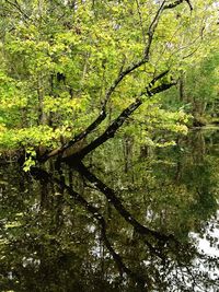 Tree by lake in forest