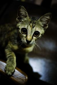 Close-up portrait of a cat