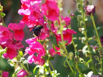 Close-up of bee on pink flowers