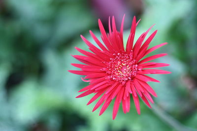 Close-up of pink flower