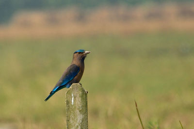 Close-up of bird perching on wooden post