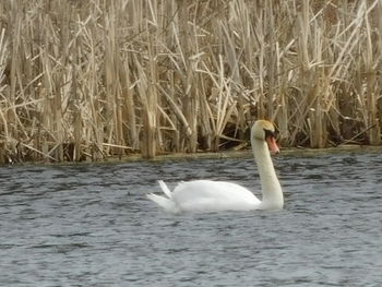 Swan floating on lake