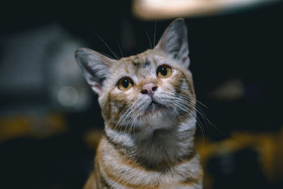 Close-up portrait of a cat