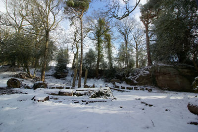 Bare trees on snow covered landscape