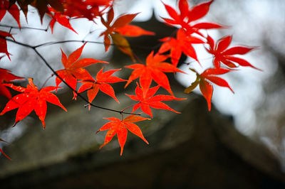 Close-up of maple leaves on tree during autumn