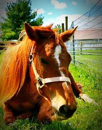 Close-up of horse on field