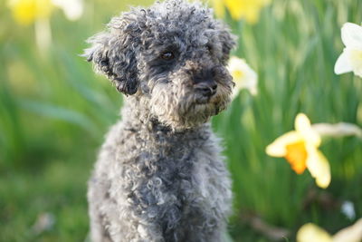 Close-up of a dog on field