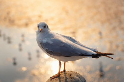 Seagull perching on rock