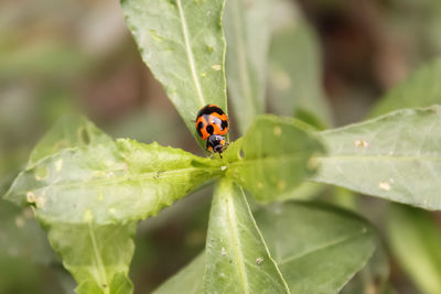 Close-up of ladybug on leaf