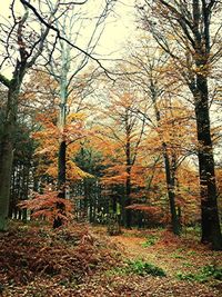 Bare trees in forest
