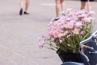 Low section of person by pink flowering plant