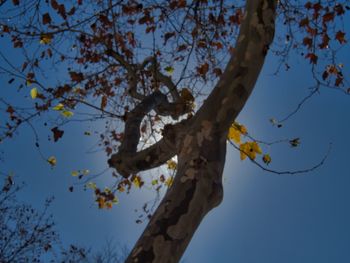 Low angle view of cherry blossom tree against sky