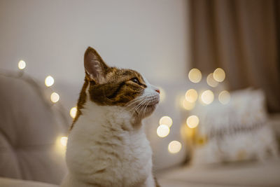 Close-up of cat looking away