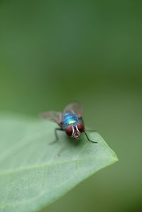 Macro photo of house fly.