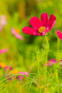 Close-up of pink cosmos flowers blooming outdoors