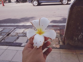 Close-up of hand holding white flowering plant