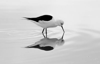 High angle view of bird in lake