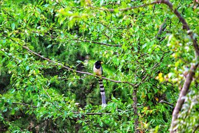 Bird perching on a tree