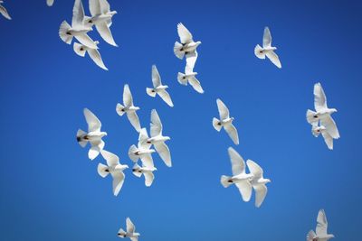 Low angle view of white pigeons flying against clear blue sky