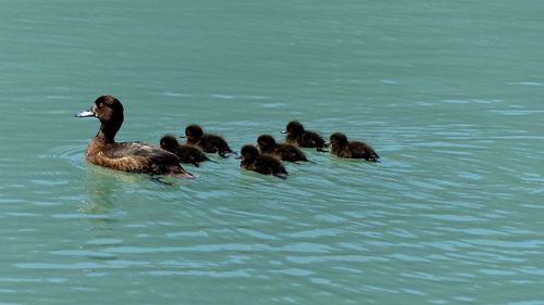 Ducks swimming in lake