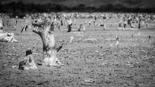 View of deer on field