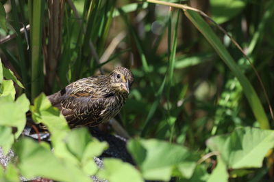 Bird perching on a plant