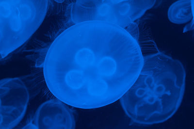Close-up of jellyfish swimming in water
