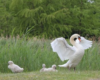 View of swans in water