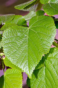 Close-up of fresh green leaves