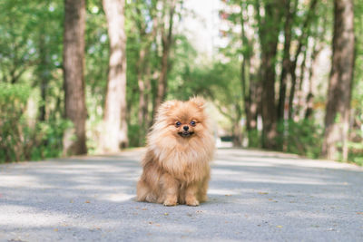 Portrait of cute orange pomeranian dog in summer park. pomeranian spitz on a walk.
