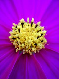 Extreme close up of flower