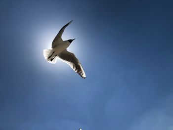 Low angle view of seagull flying in sky