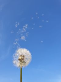Close-up of dandelion against blue sky