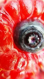 Close-up of red rose