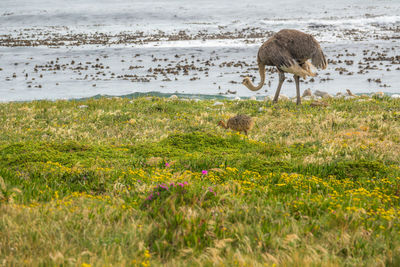 Ostrich walk for living on field at cape of good hope beach , south africa