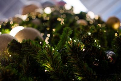 Close-up of christmas tree