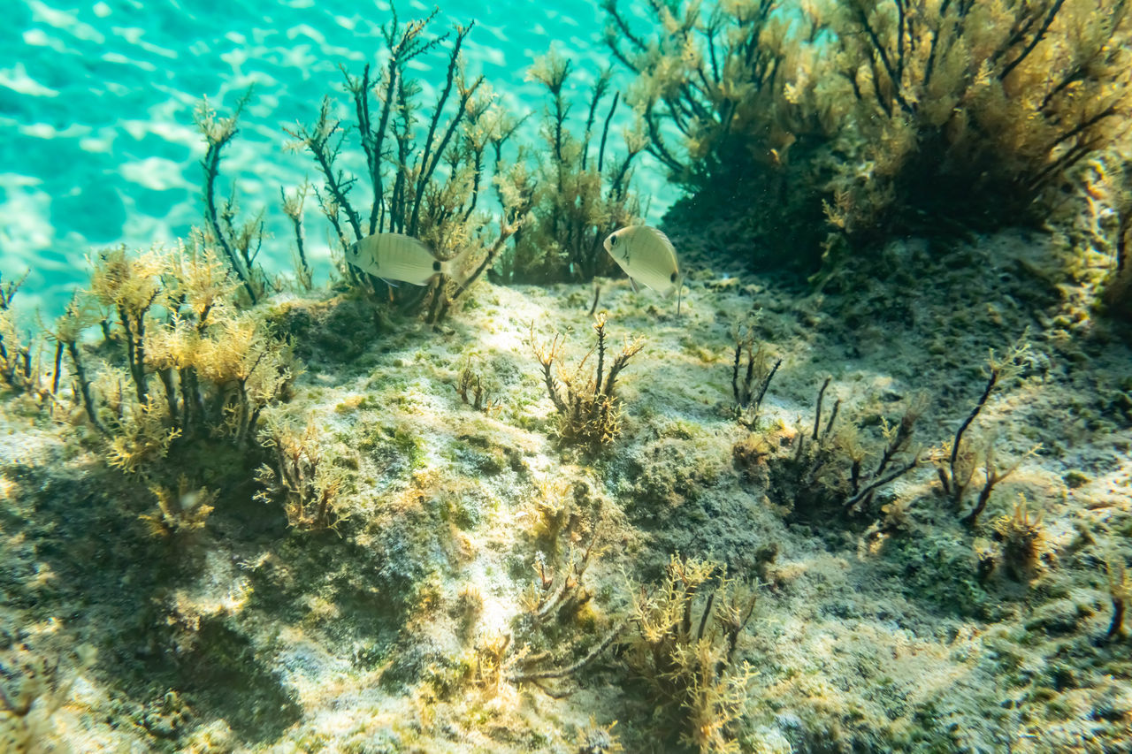 FISH SWIMMING IN SEA