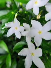 Close-up of white flowering plants in park