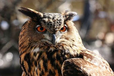 Close-up portrait of owl perching outdoors