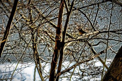 Low angle view of bird perching on tree against sky