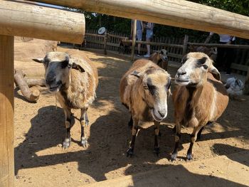 Sheep standing in a fence