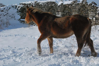 Horse standing on snow field against sky