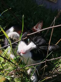 Close-up of a cat